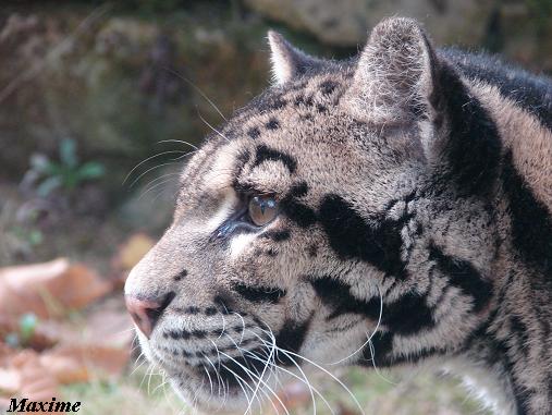 Clouded leopard (Neofelis nebulosa) - La Boissière du Doré