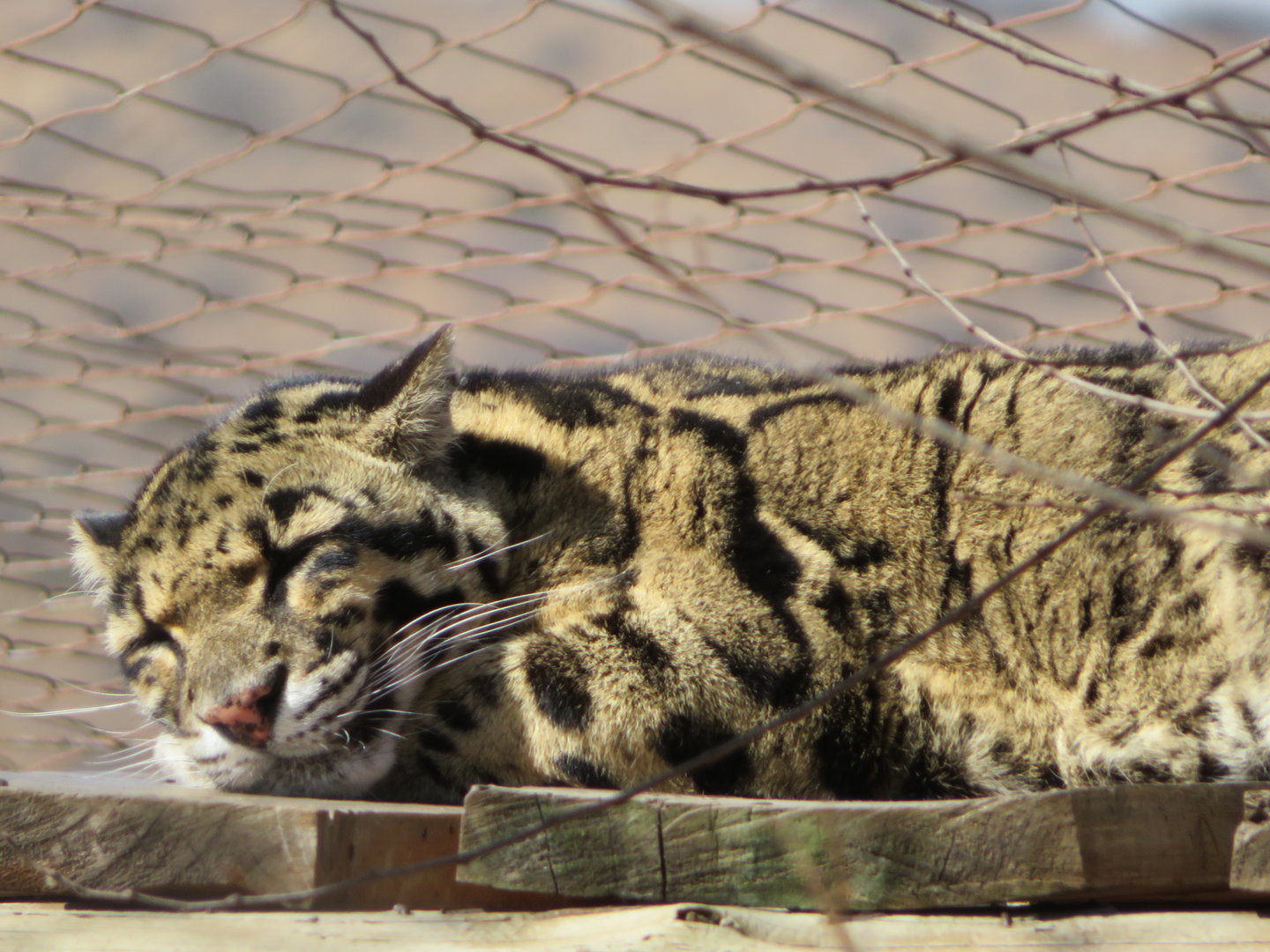 Clouded Leopard (Neofelis nebulosa nebulosa)