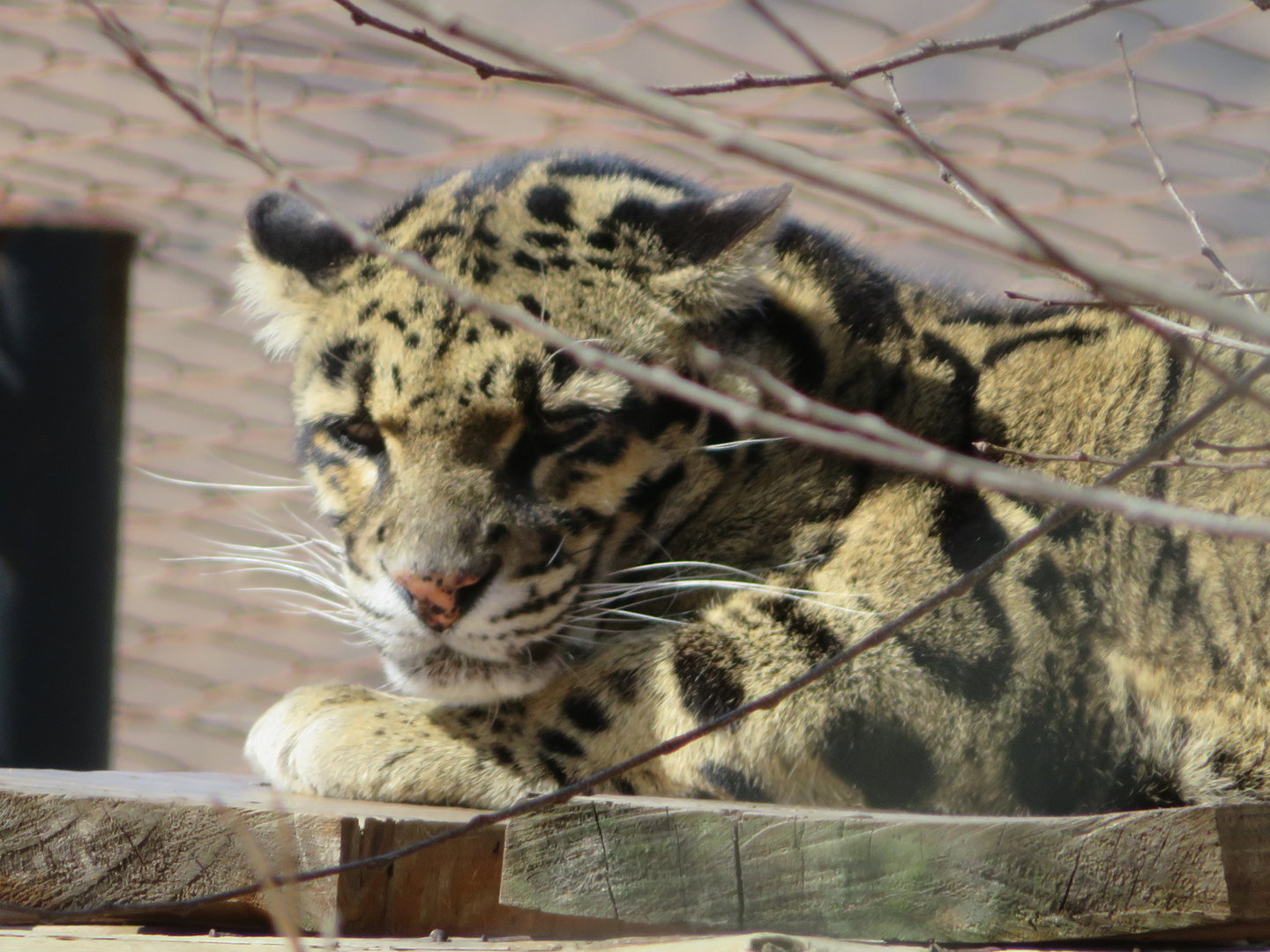 Clouded Leopard (Neofelis nebulosa nebulosa)