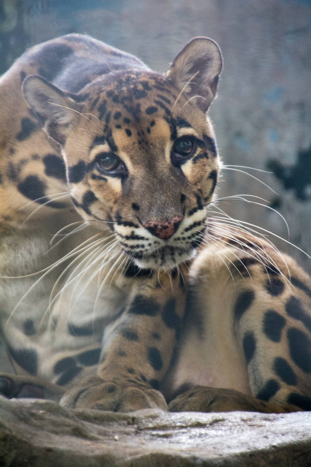 Clouded Leopard -Neofelis nebulosa - Pata Zoo 2014