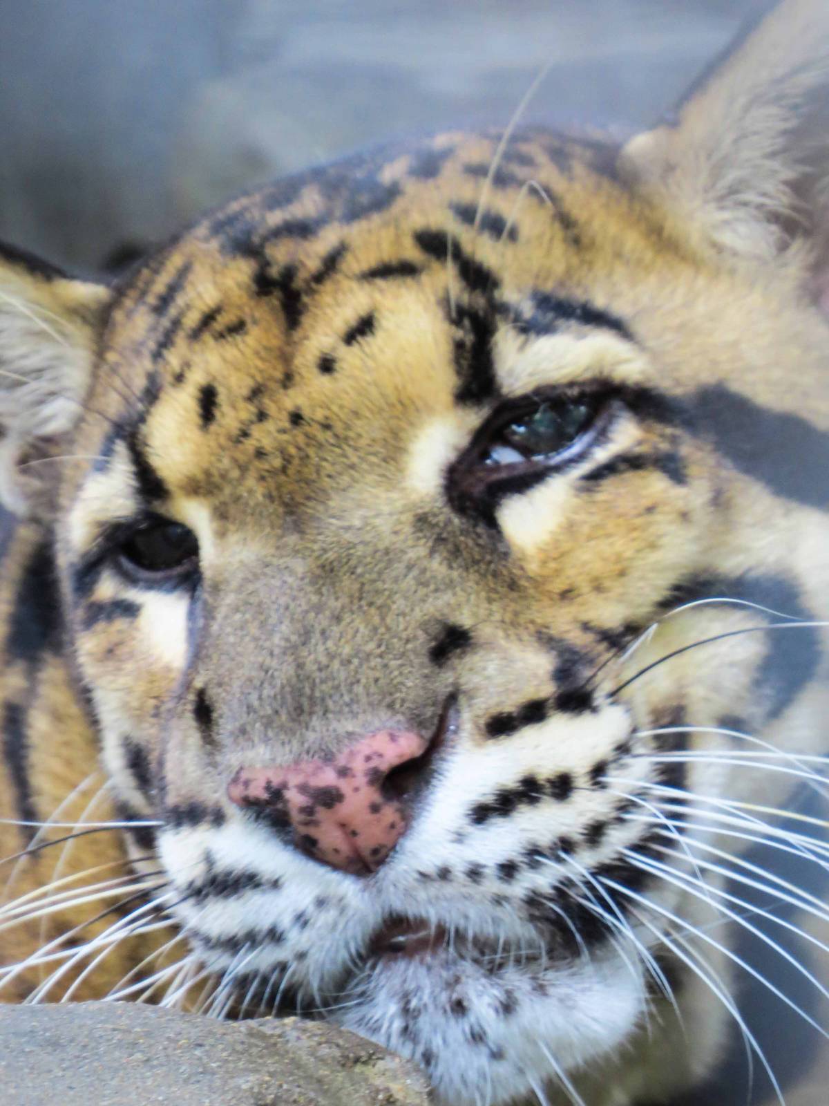 Clouded Leopard -Neofelis nebulosa - Pata Zoo 2014