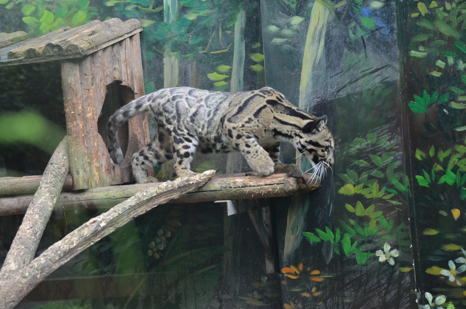 Clouded Leopard/Neofelis nebulosa "scraggy(Gan gan in Chinese)"