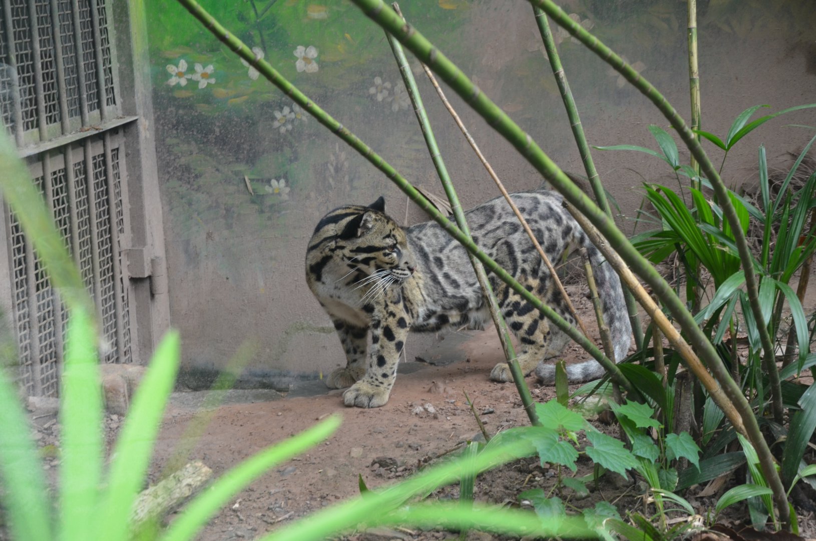 Clouded Leopard/Neofelis nebulosa "scraggy(Gan gan in Chinese)"