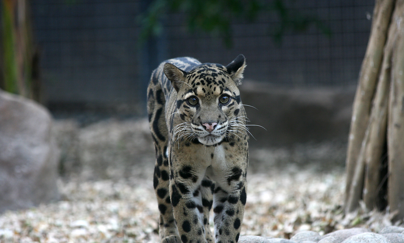 Clouded leopard (Neofelis nebulosa)