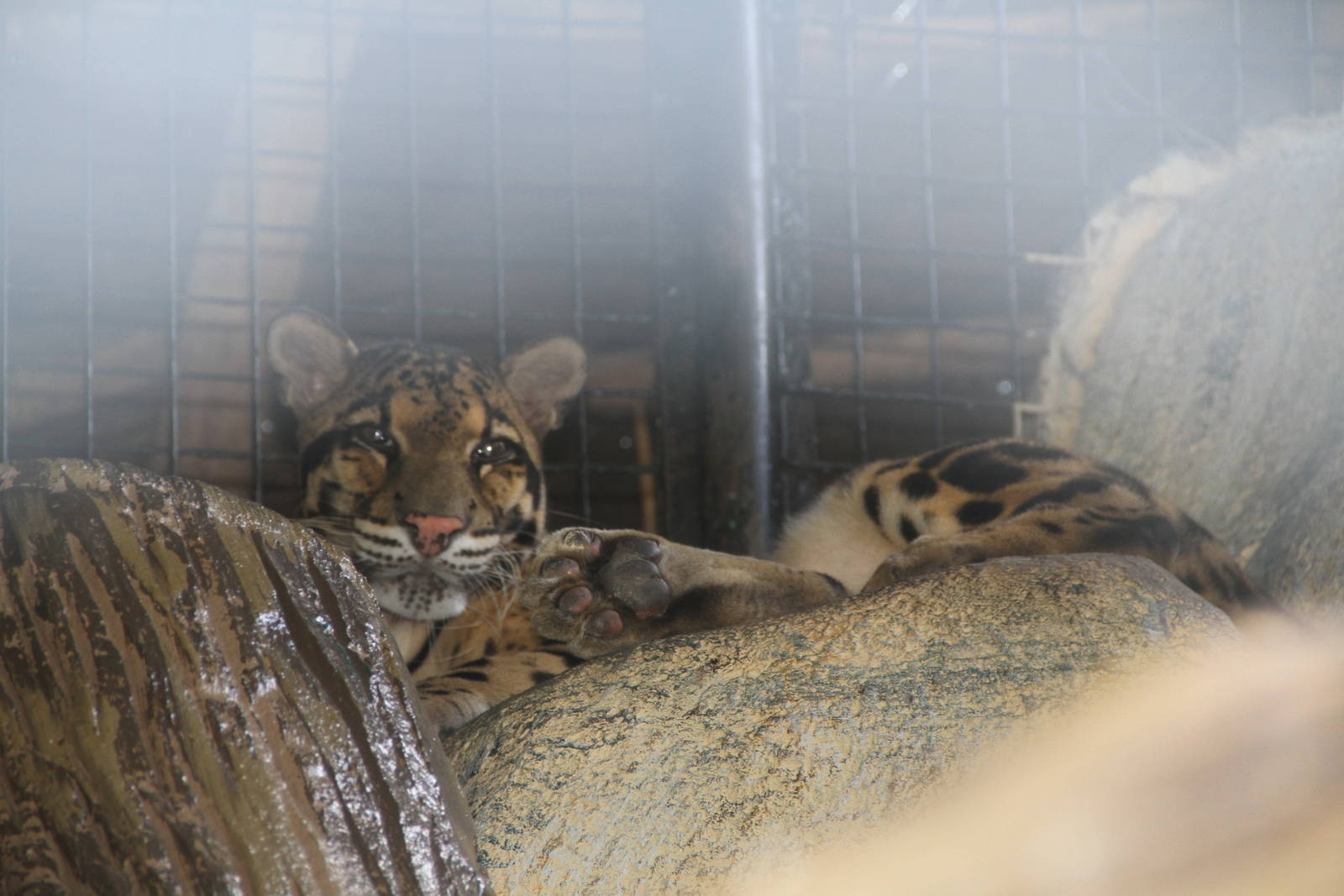 Clouded Leopard (Neofelis nebulosa)