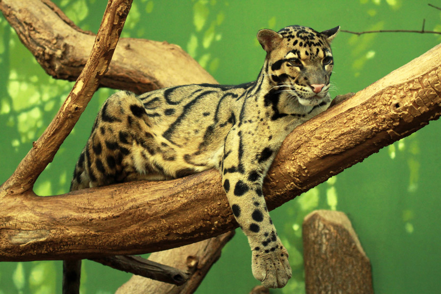 Clouded Leopard (Neofelis nebulosa)