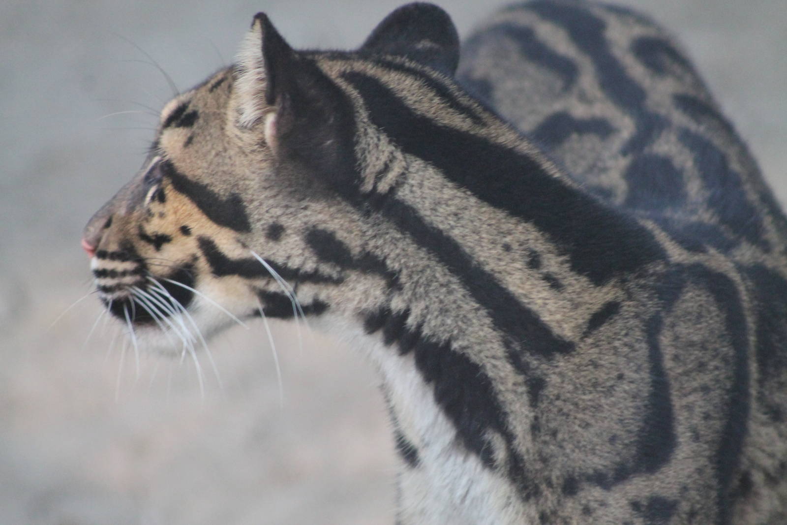 Clouded Leopard (Neofelis nebulosa)