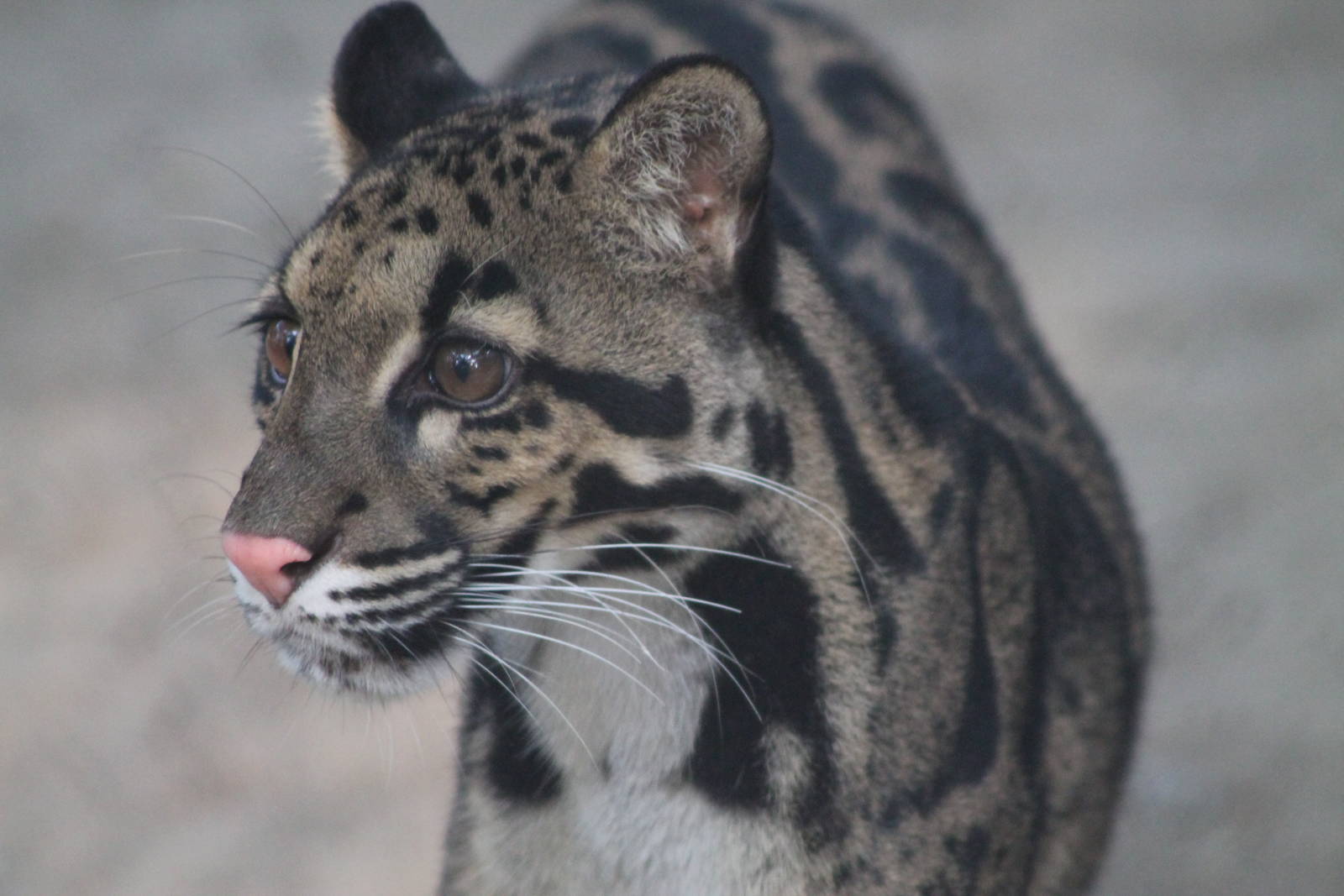 Clouded Leopard (Neofelis nebulosa)