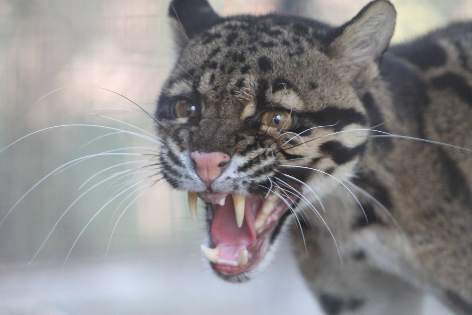 Clouded Leopard (Neofelis nebulosa)