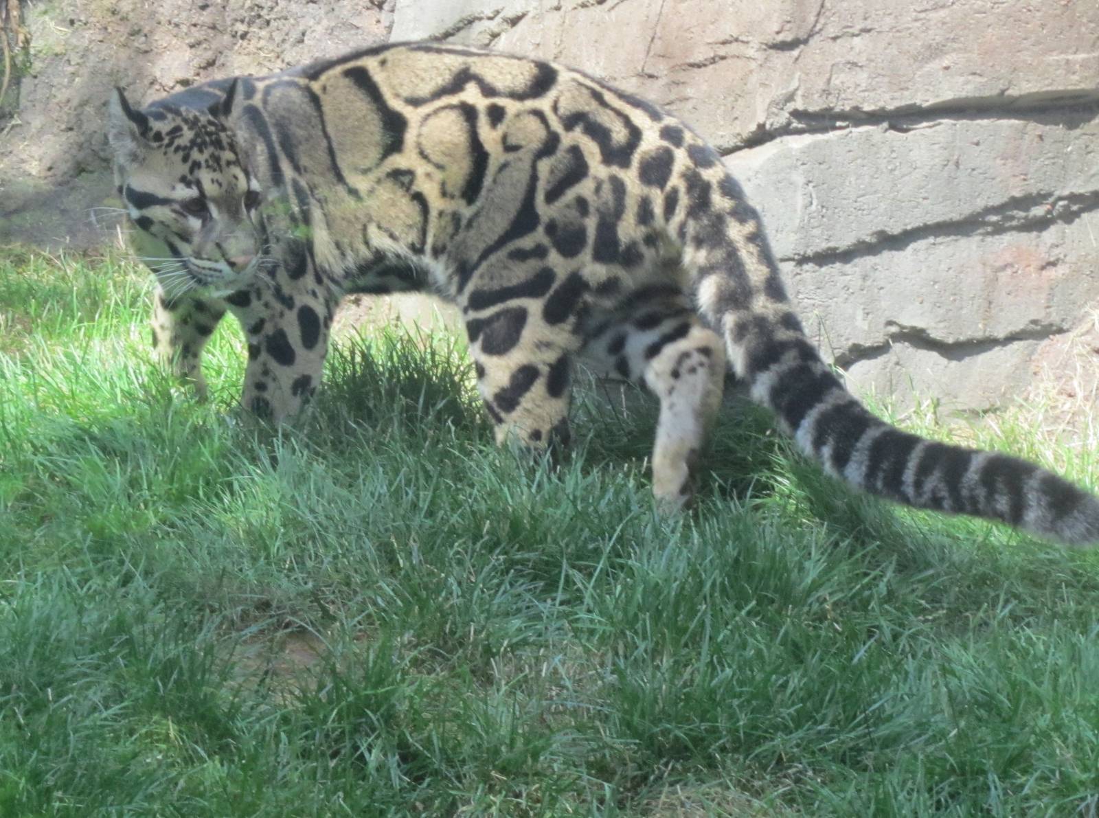 Clouded leopard (Neofelis nebulosa)