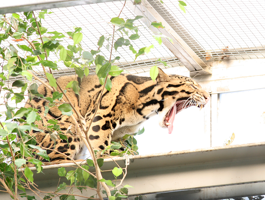 Clouded leopard (Neofelis nebulosa)