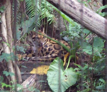 Clouded Leopard (Neofelis nebulosa)