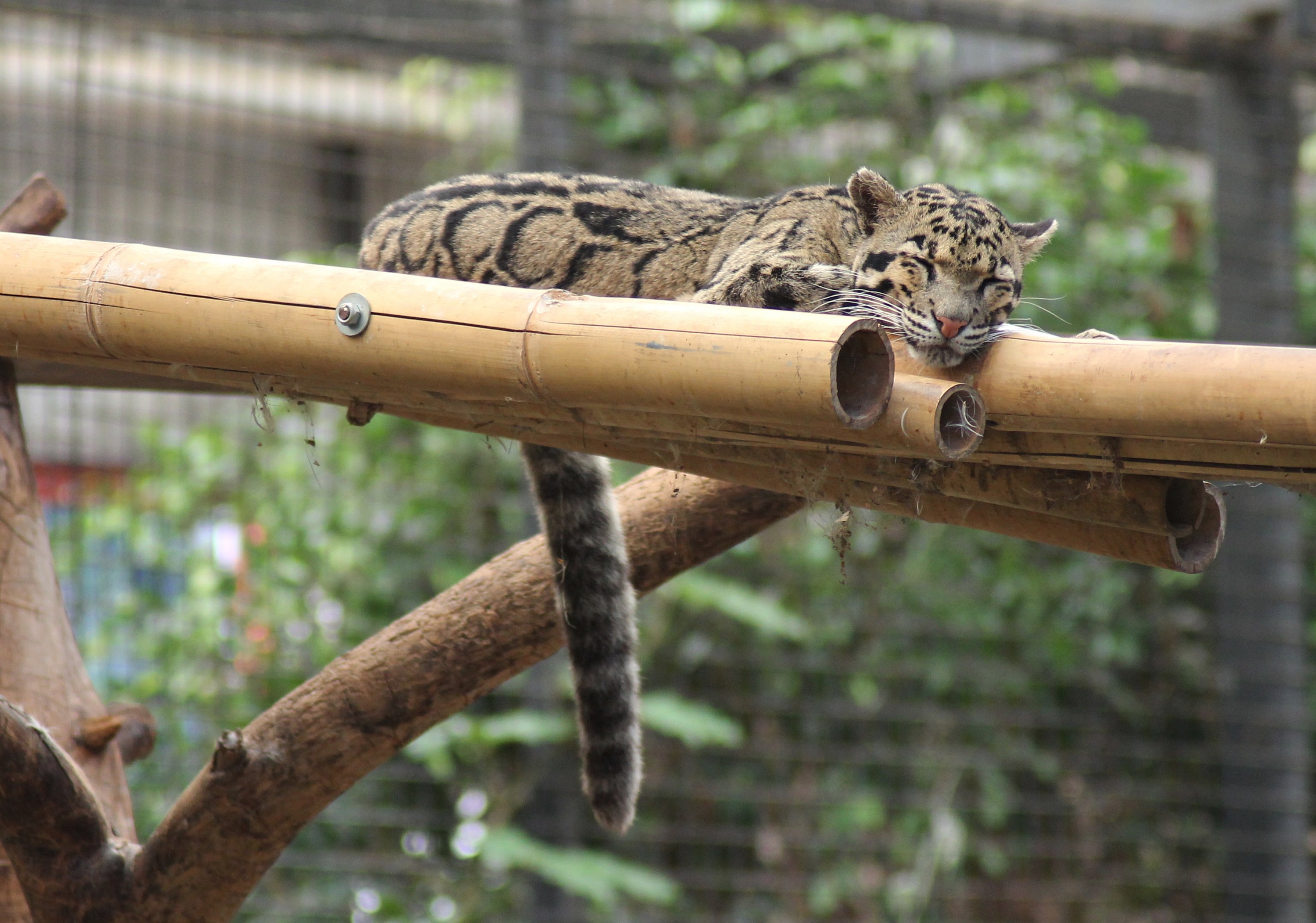 Clouded leopard (Neofelis nebulosa)