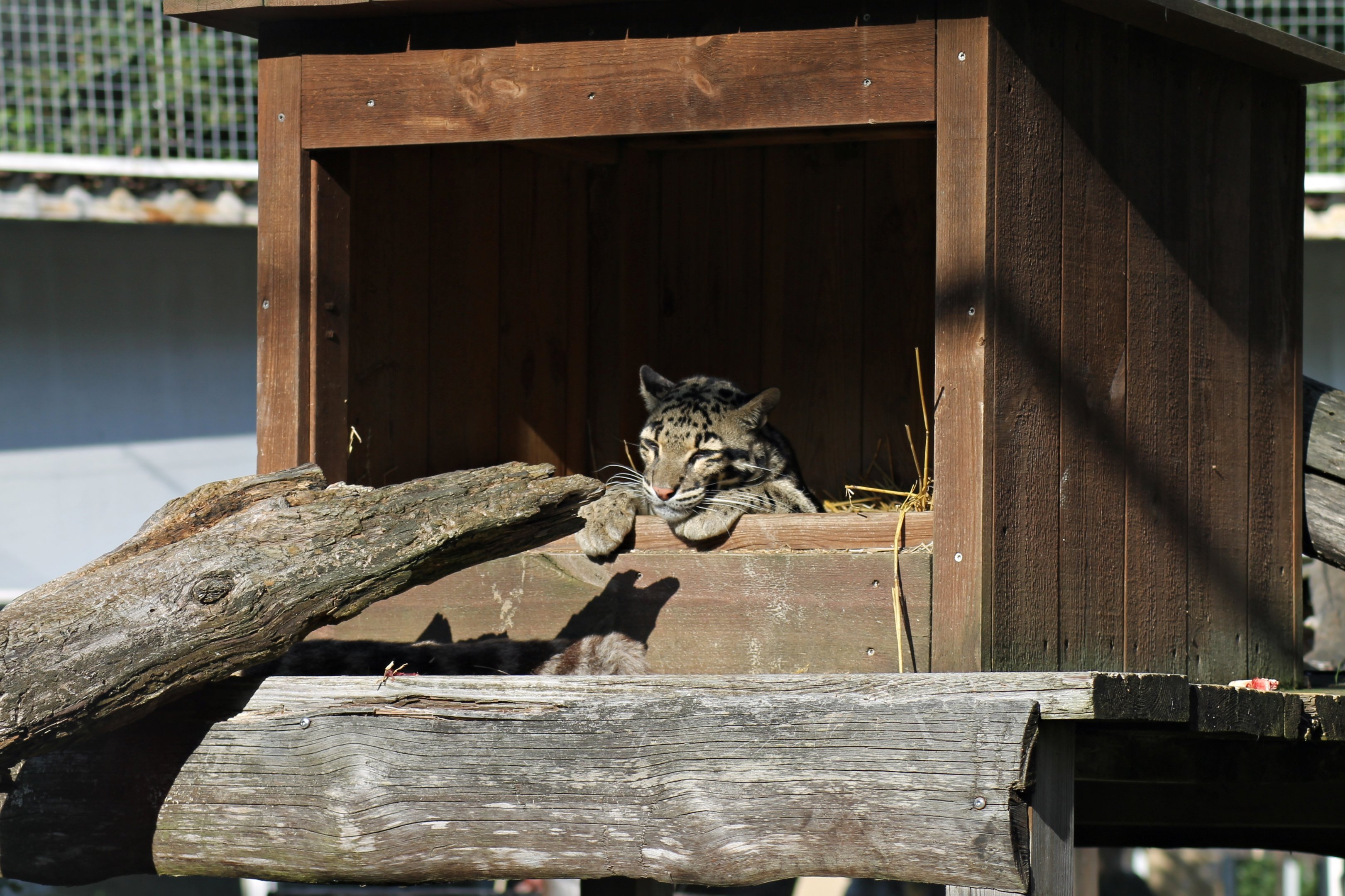 Clouded leopard (Neofelis nebulosa)