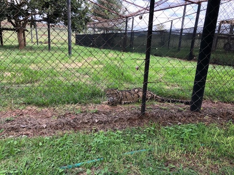 Clouded Leopard (Neofelis nebulosa)