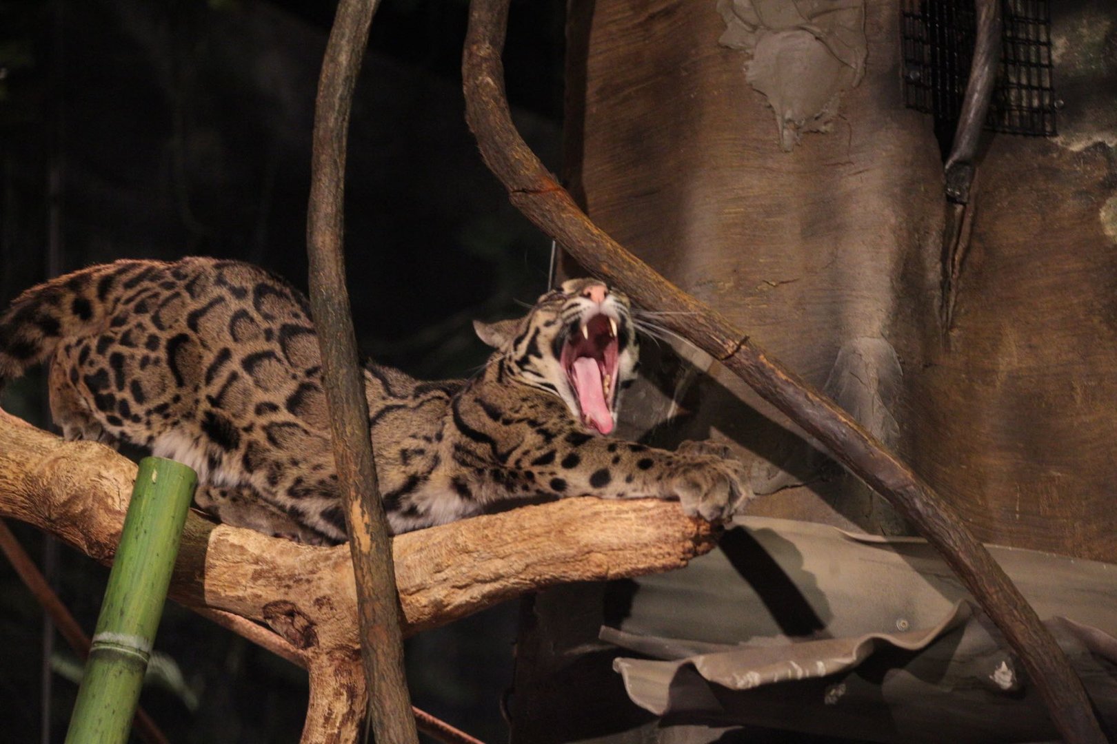 Clouded leopard/ Neofelis nebulosa