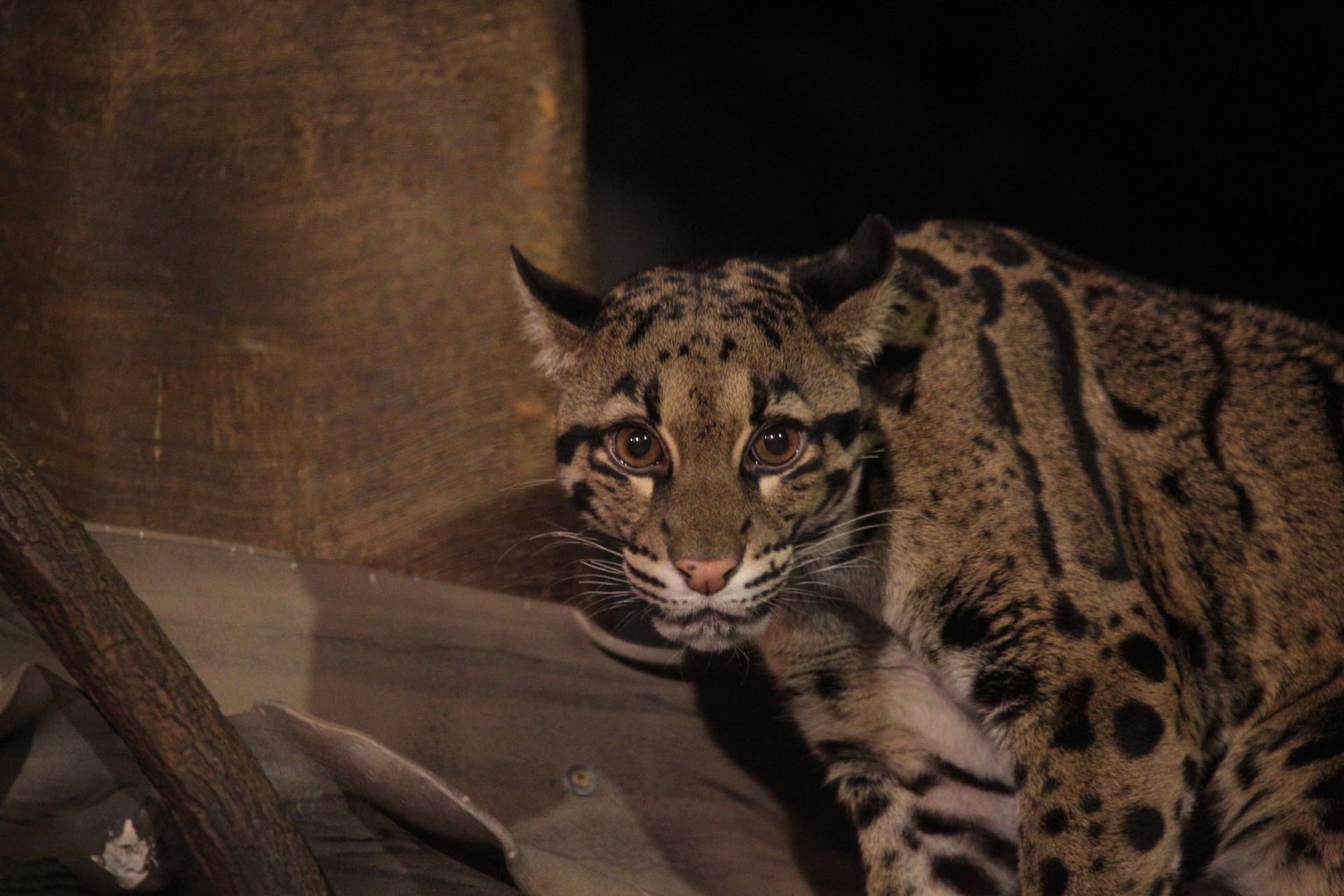 Clouded leopard/ Neofelis nebulosa