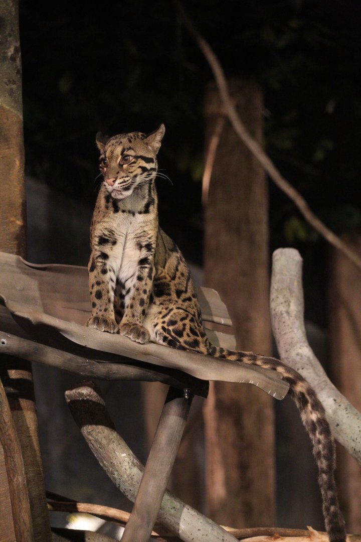 Clouded leopard/ Neofelis nebulosa