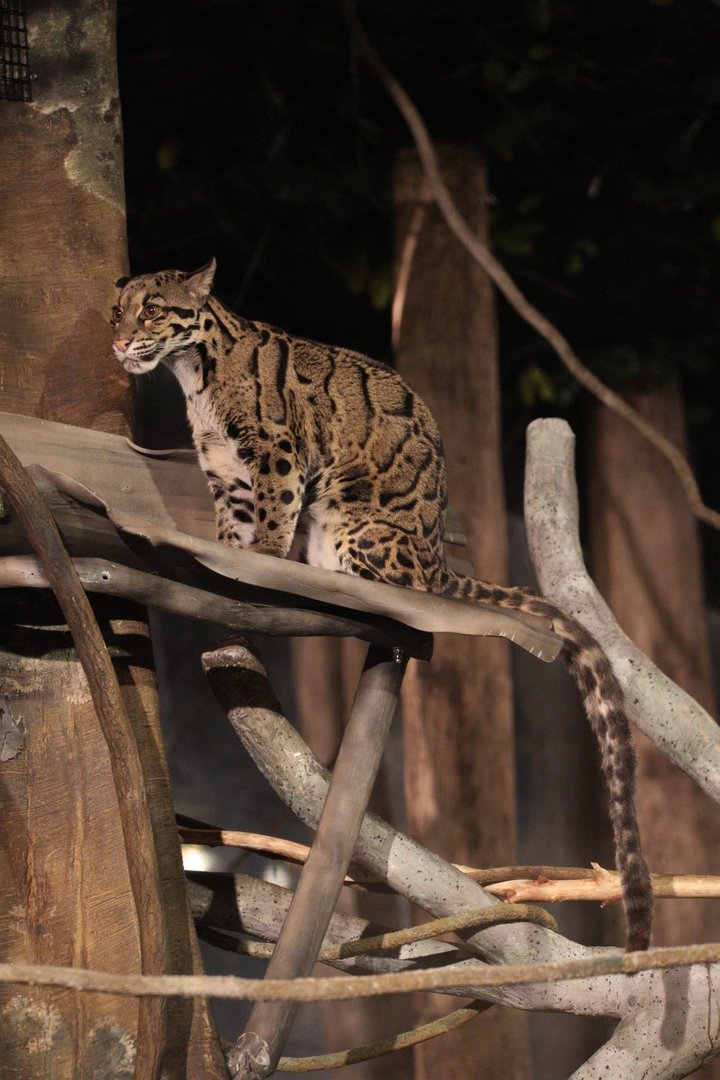Clouded leopard/ Neofelis nebulosa