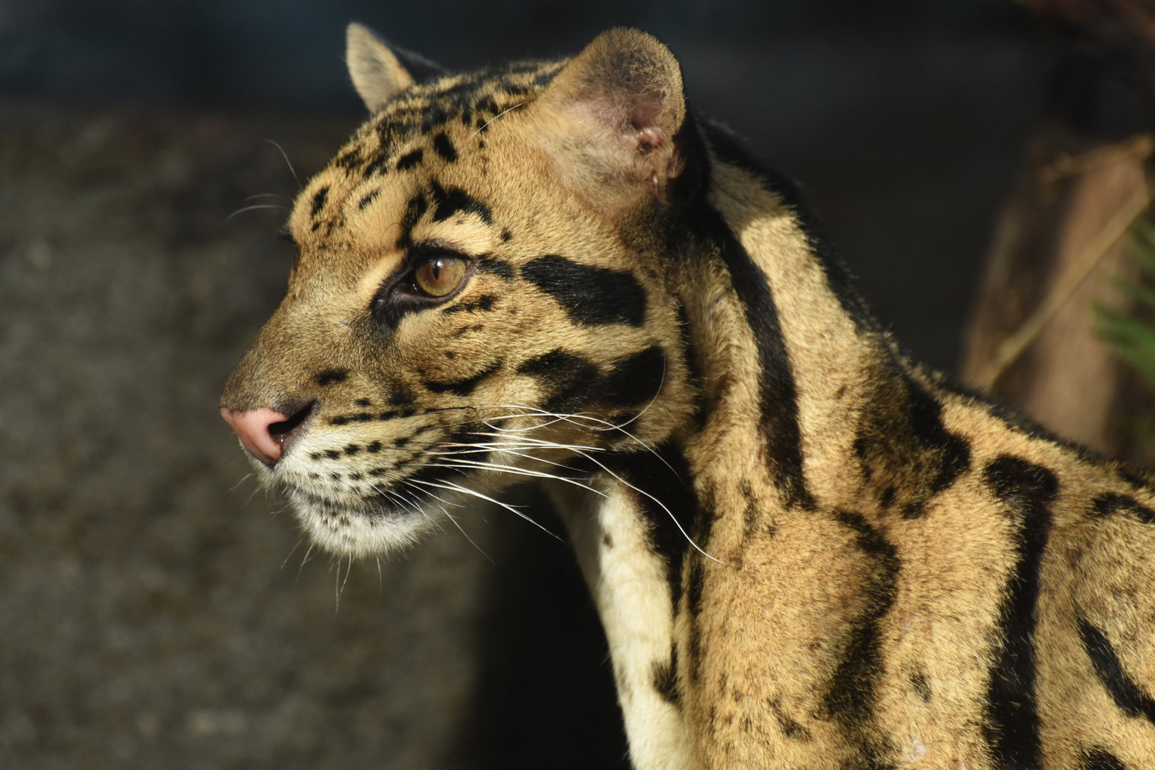 Clouded leopard (Neofelis nebulosa)