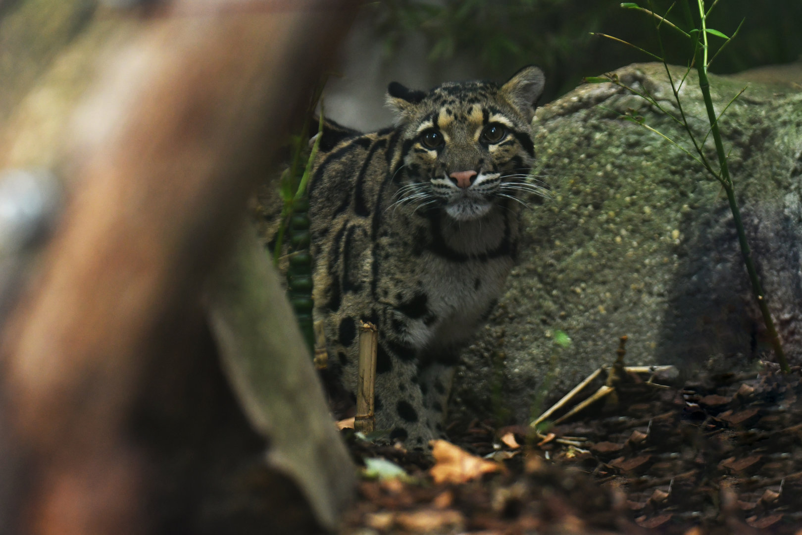 Clouded leopard (Neofelis nebulosa)