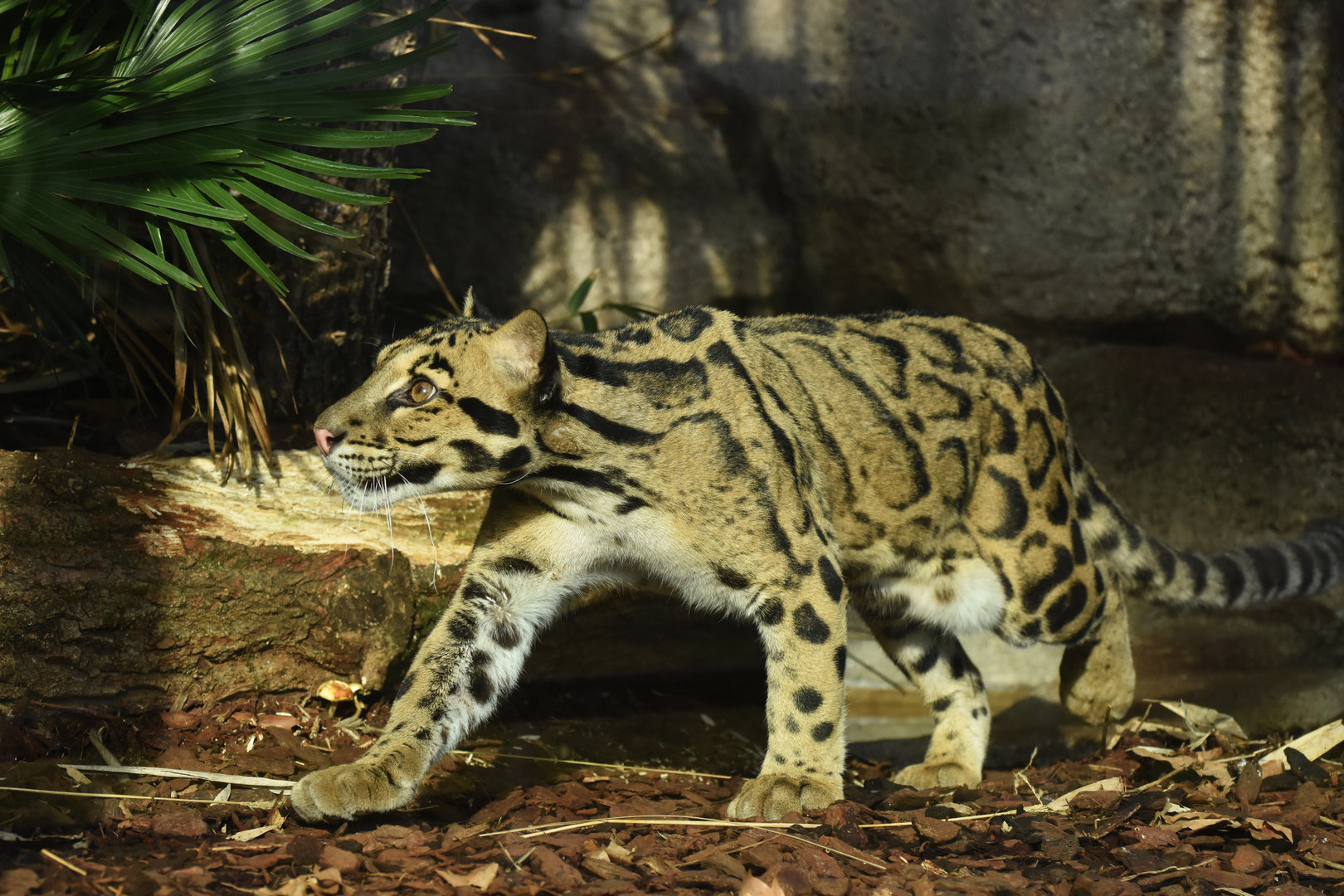 Clouded leopard (Neofelis nebulosa)