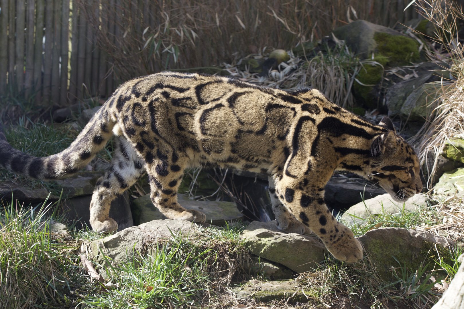Clouded Leopard/ Neofelis nebulosa