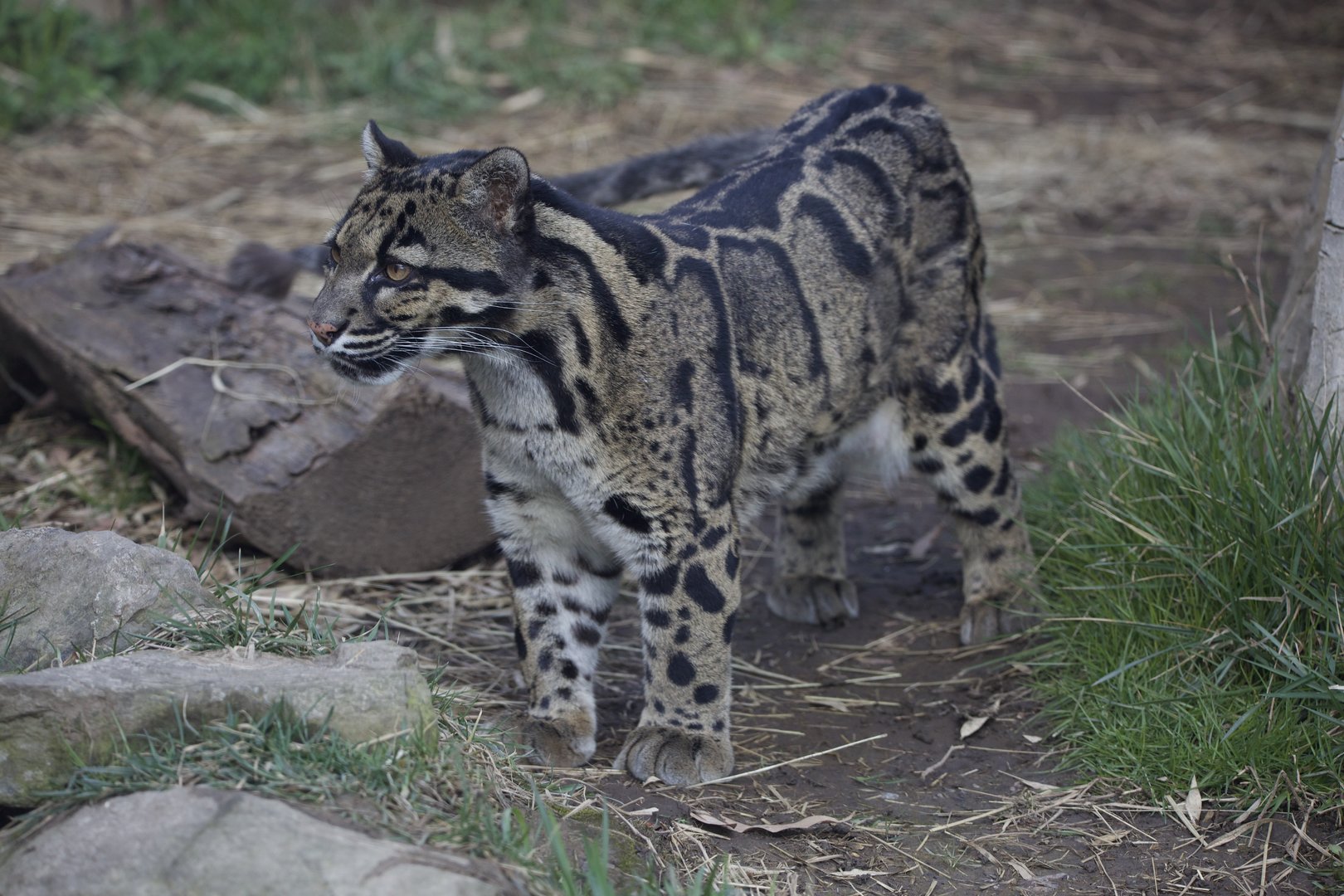 Clouded Leopard/ Neofelis nebulosa
