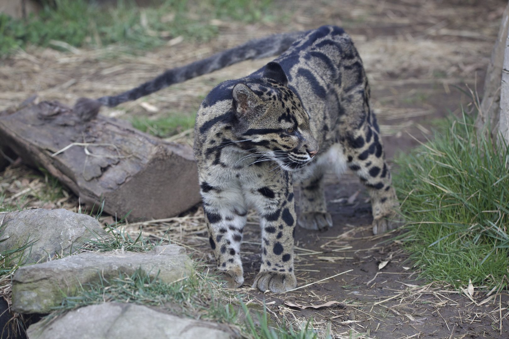 Clouded Leopard/ Neofelis nebulosa