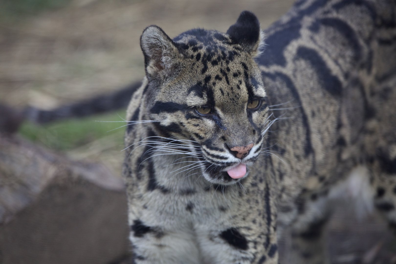 Clouded Leopard/ Neofelis nebulosa