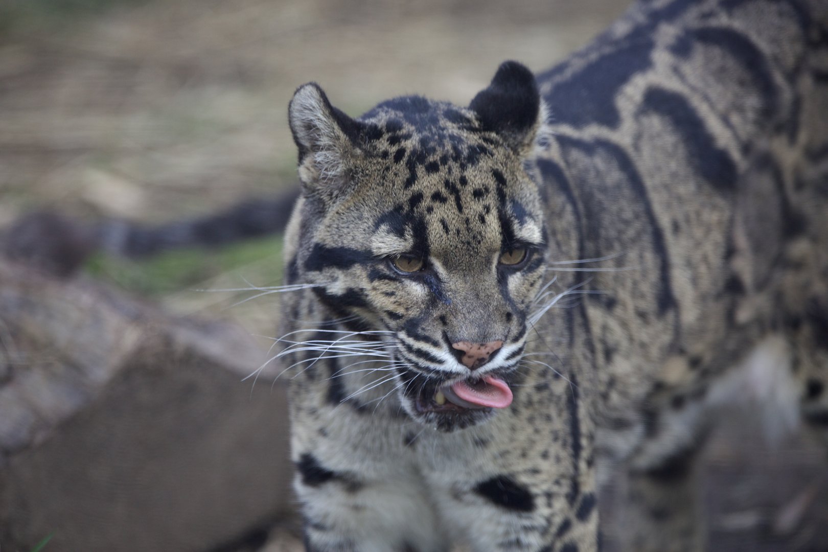 Clouded Leopard/ Neofelis nebulosa