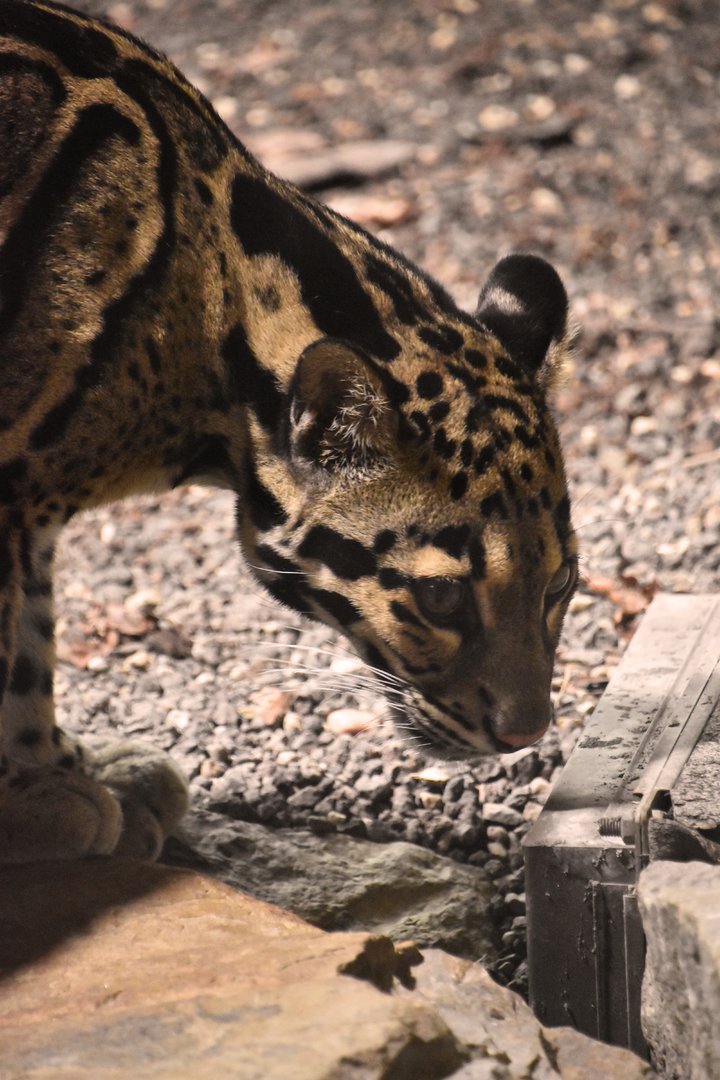 Clouded leopard, Neofelis nebulosa