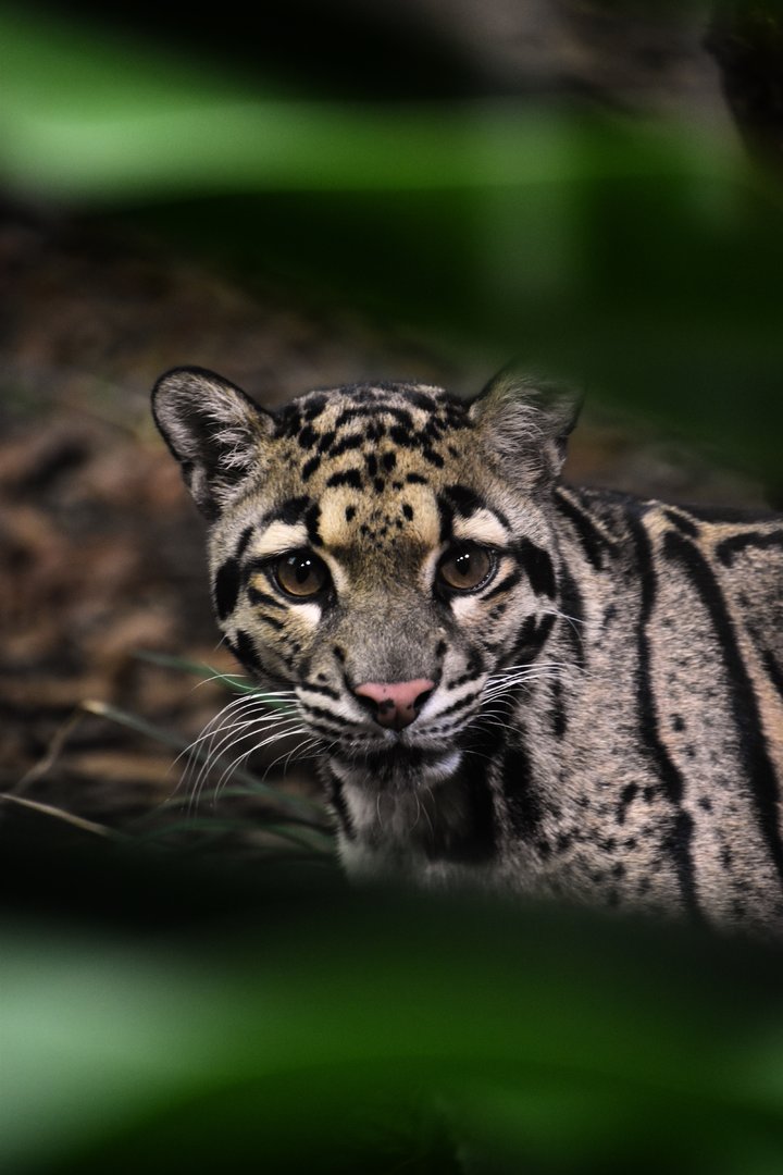 Clouded leopard, Neofelis nebulosa