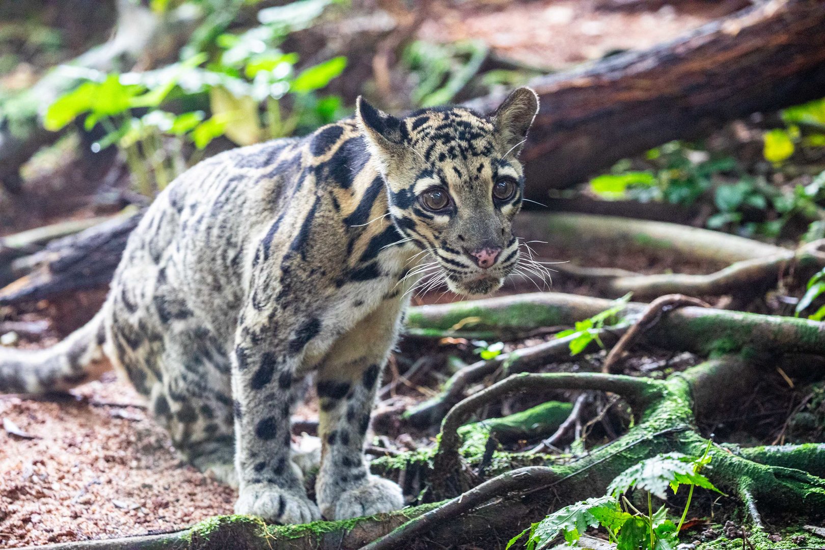 clouded leopard (Neofelis nebulosa)