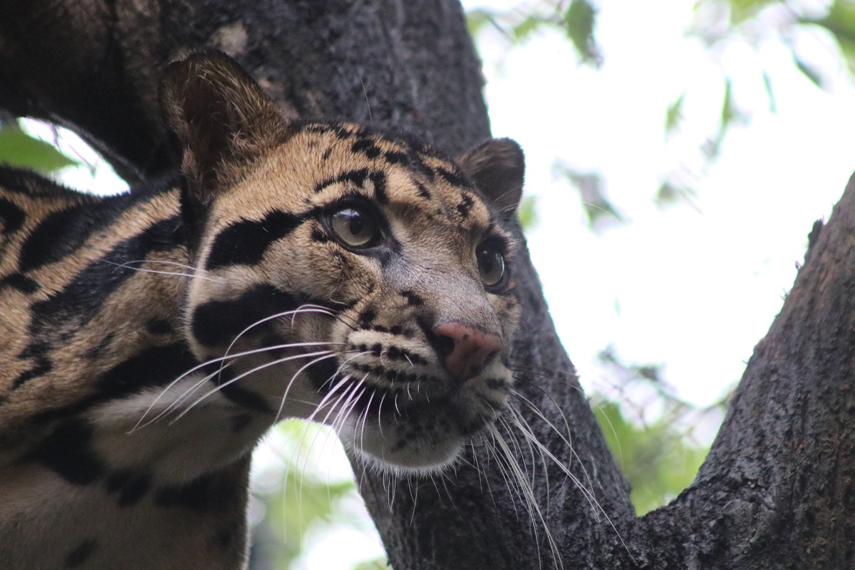 Clouded Leopard (Neofelis nebulosa)