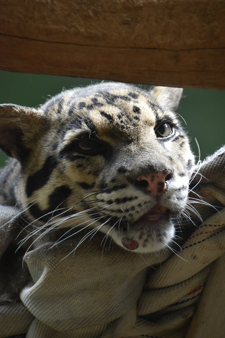 Clouded leopard, Neofelis nebulosa