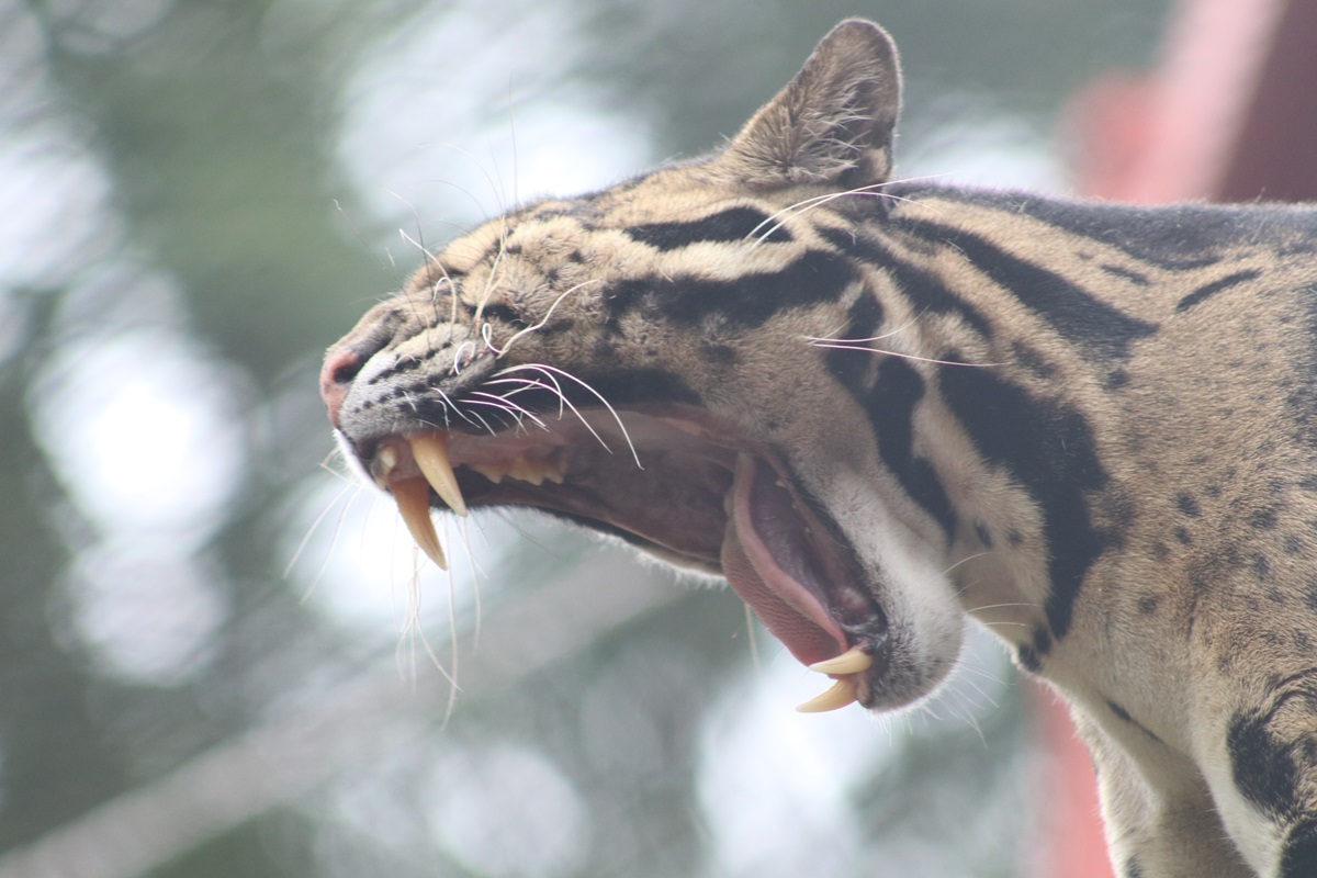 Clouded Leopard (Neofelis nebulosa)