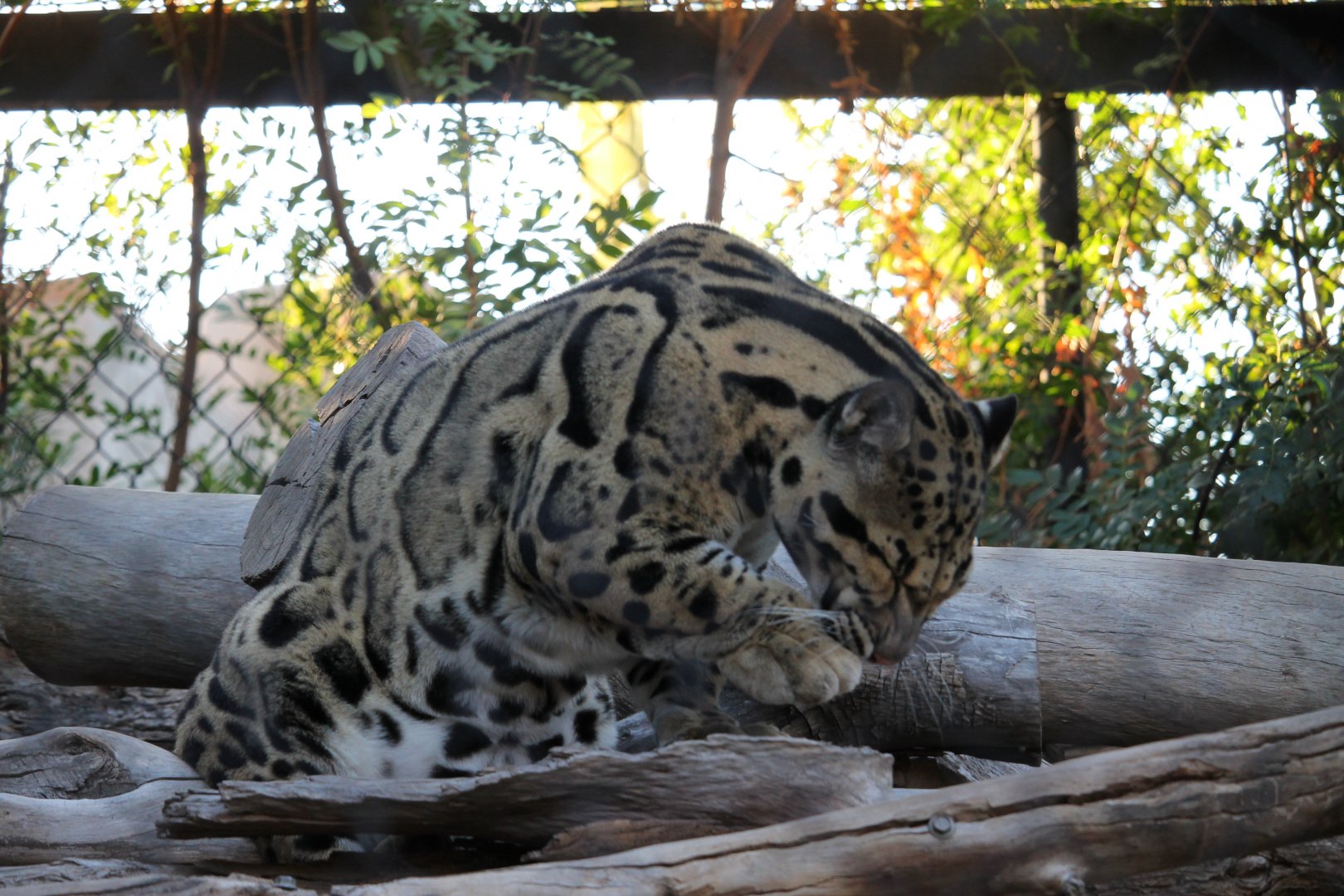 Clouded leopard (Neofelis nebulosa)