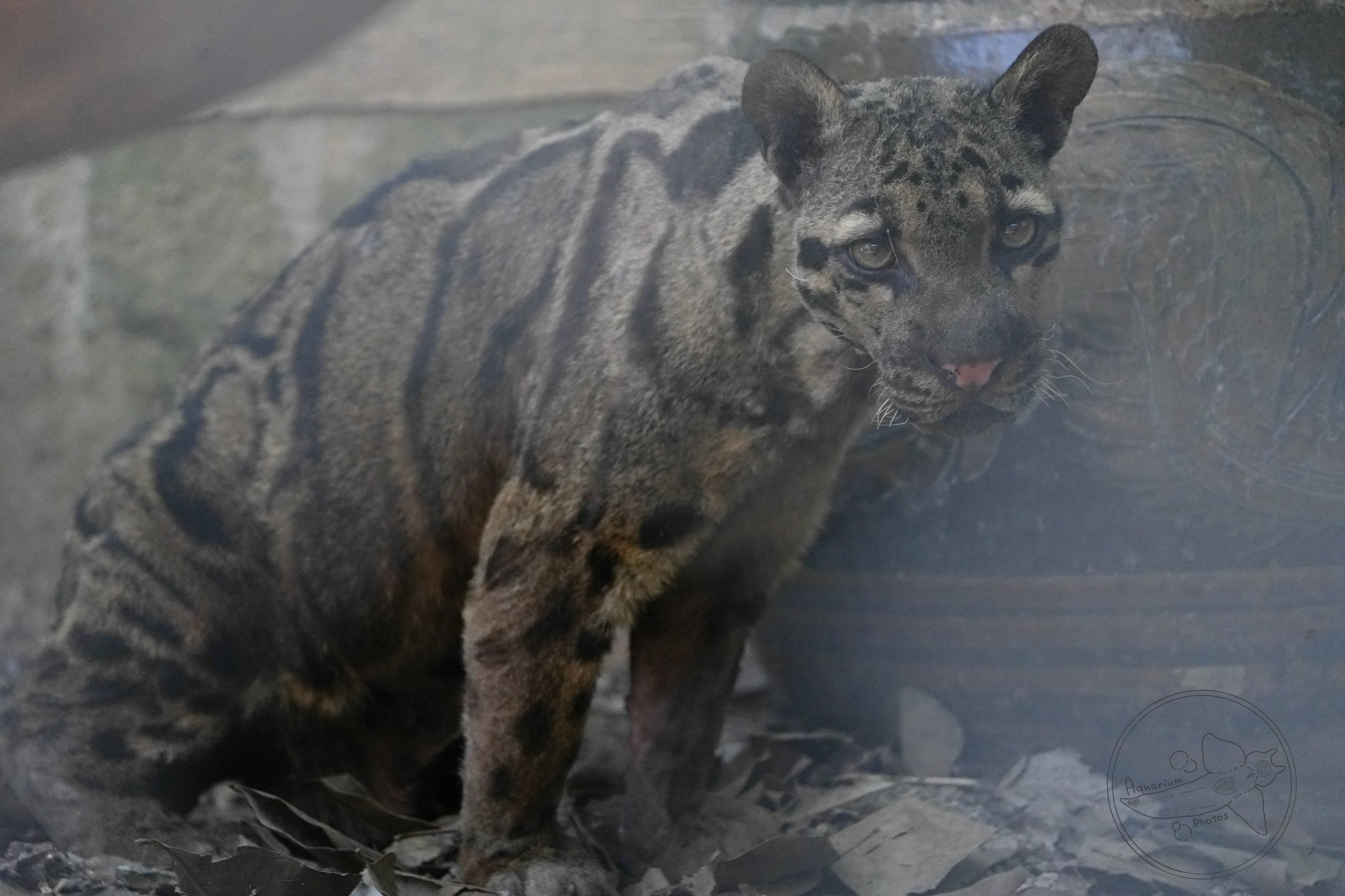 Clouded leopard (Neofelis nebulosa)