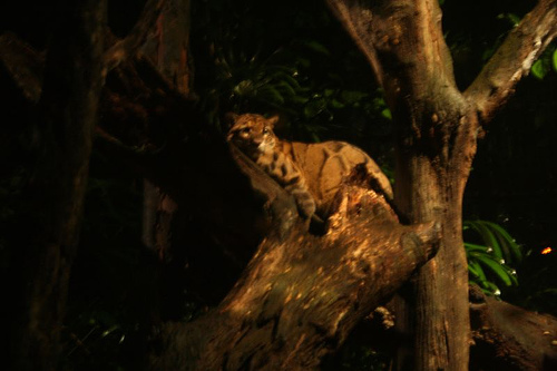 Clouded Leopard, Night Safari