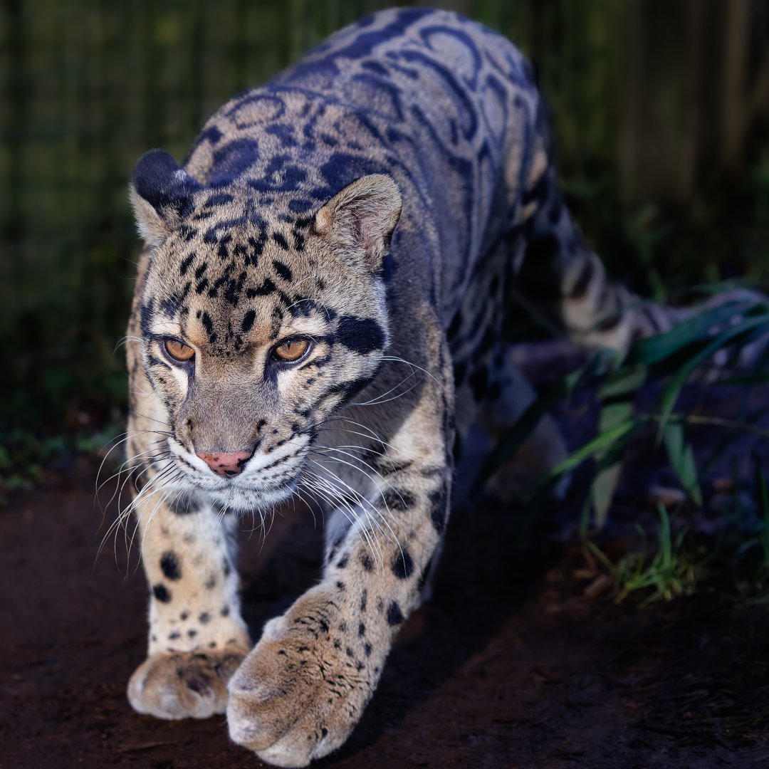 Clouded Leopard (Nimbus) / 21-1-2022 / Thrigby Hall