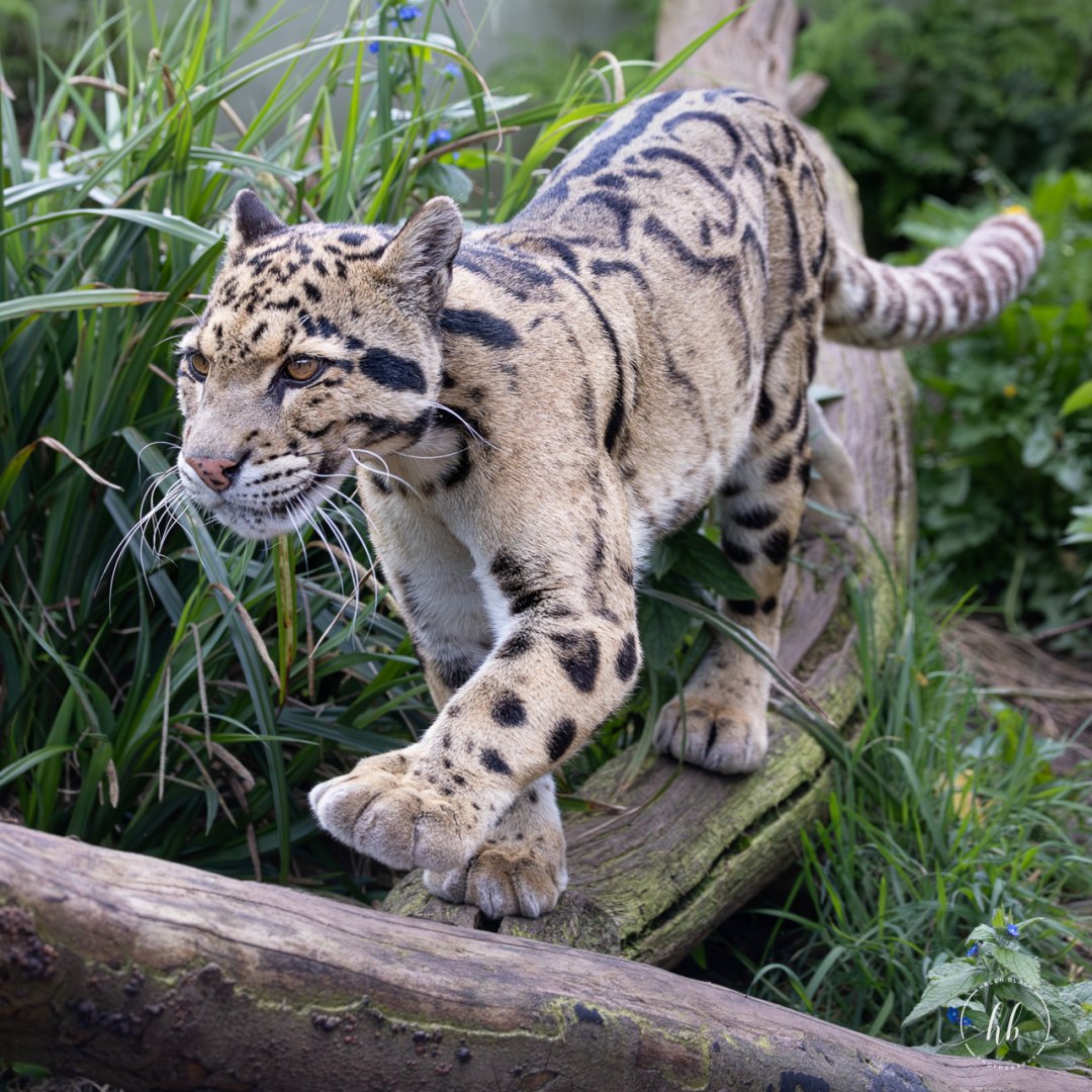 Clouded Leopard (Nimbus - male) / Thrigby - 11-4-24
