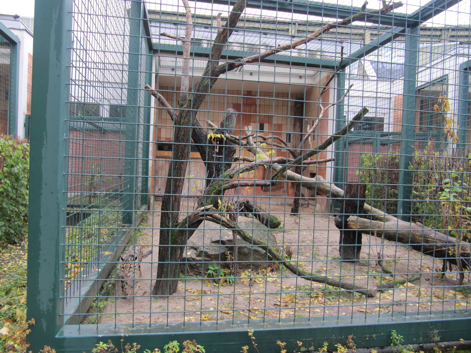 Clouded Leopard Nov 2010