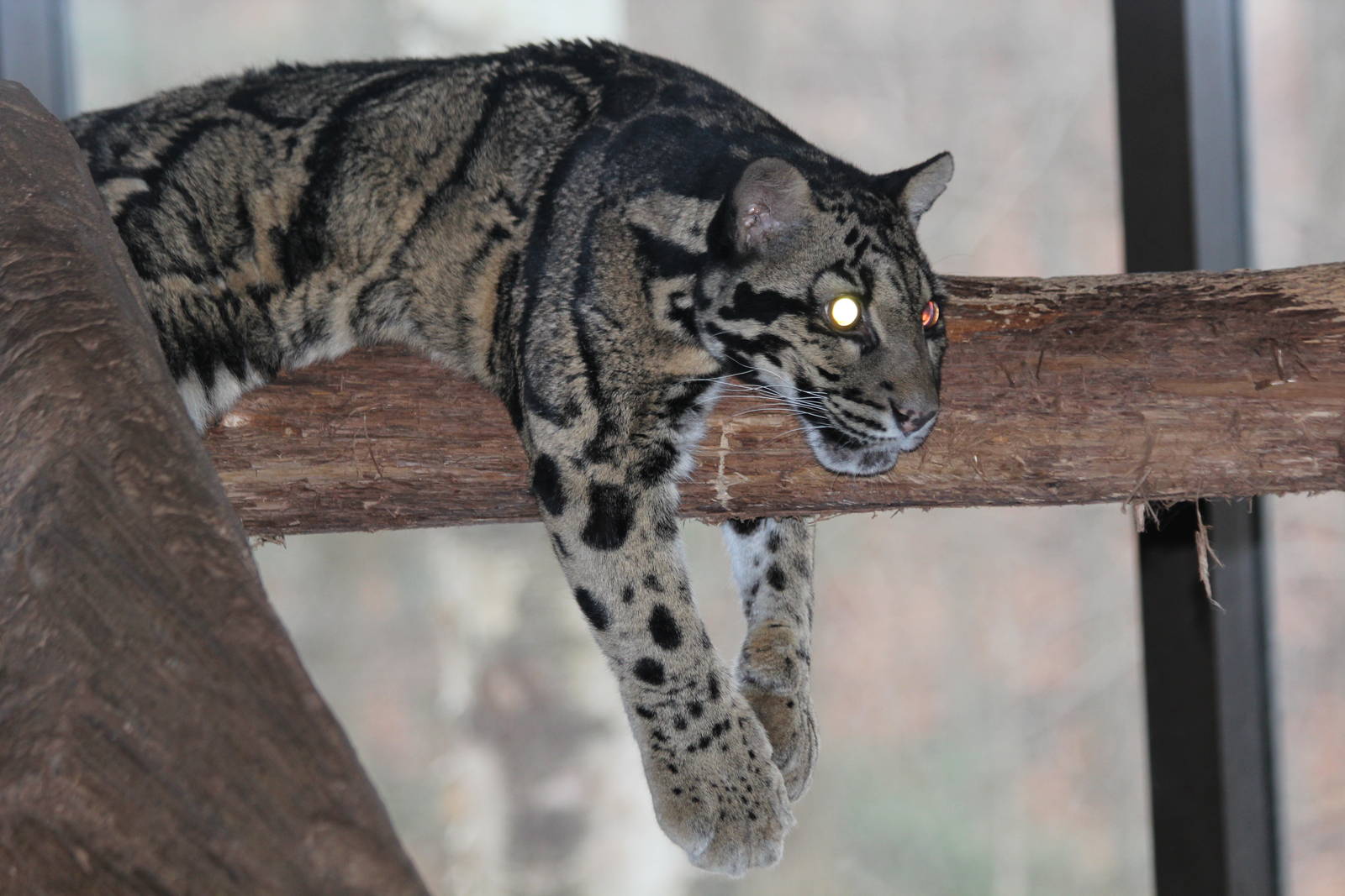 Clouded Leopard - Nov 2012