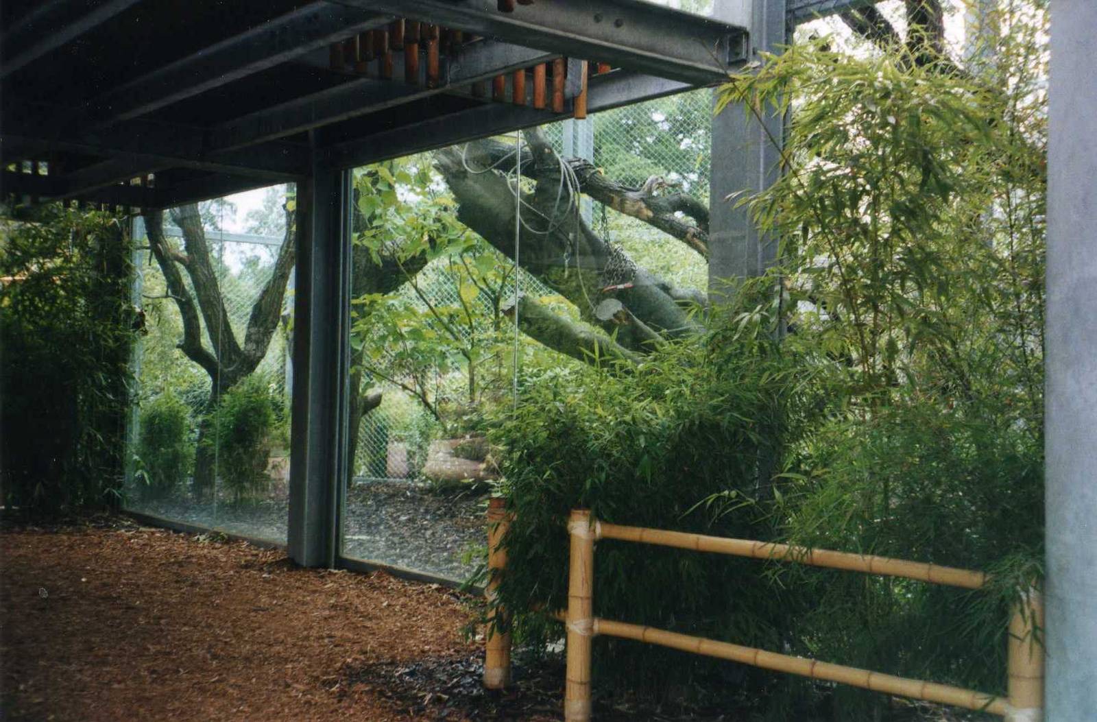 Clouded Leopard Outdoor cage lower level