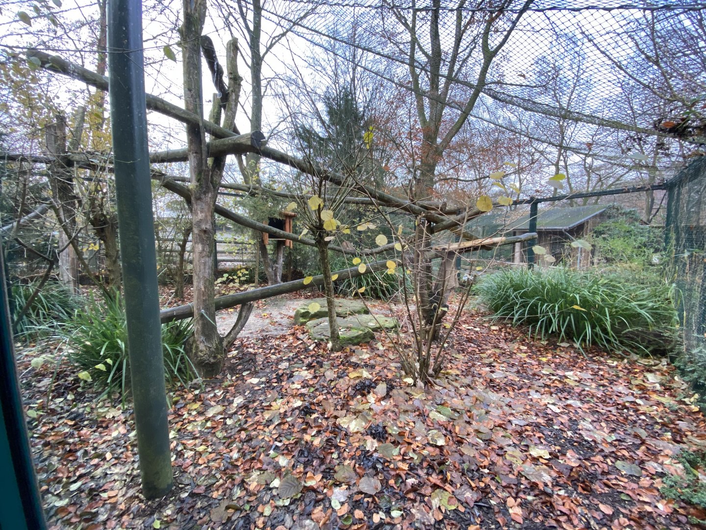 Clouded leopard outdoors 021219