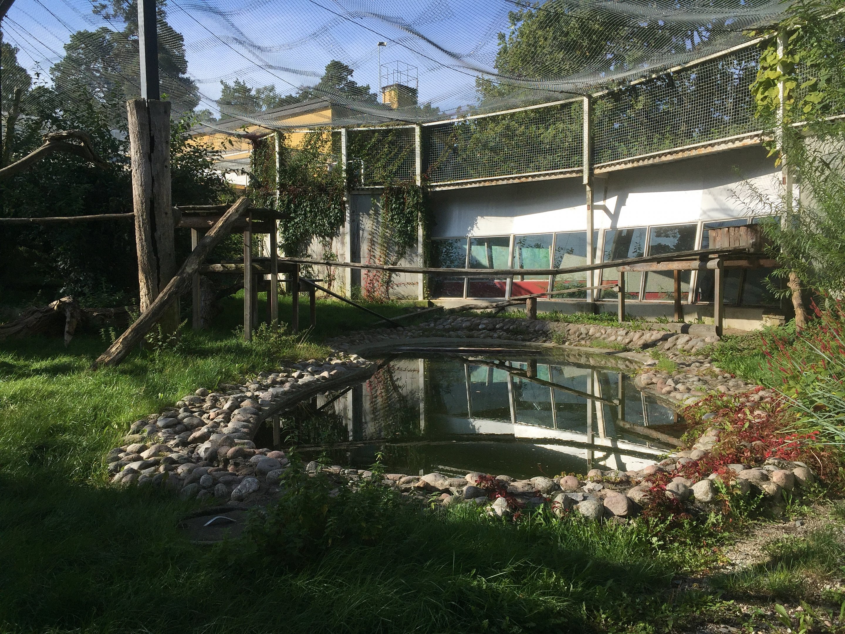 Clouded leopard outdoors | The Asia Pavilion