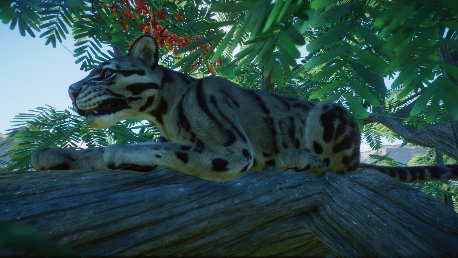 Clouded Leopard overlooking his habitat