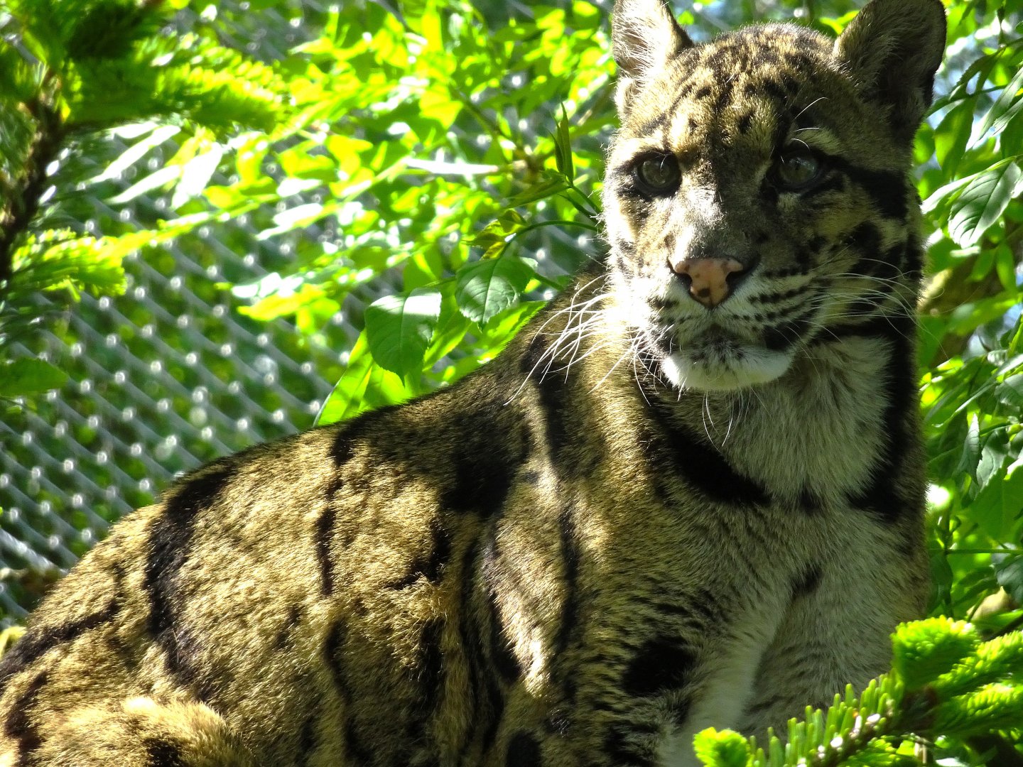 Clouded Leopard  Peckham (?)   22 May 2025