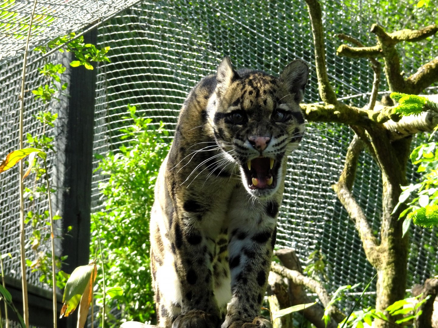 Clouded Leopard   Peckham (?)  22 May 2025